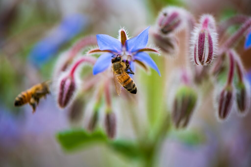 The Power of Borage: Discover Its Amazing Benefits, Uses & Recipes