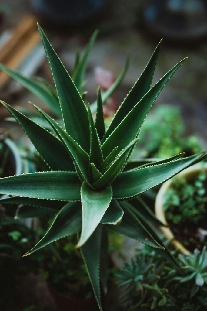 Nature’s Miracle: Surprising Aloe Vera Benefits & DIY Recipes