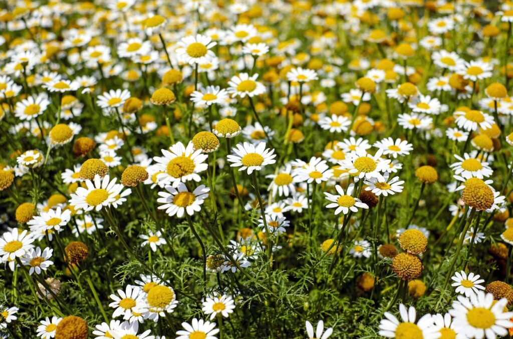 Chamomile: The Ultimate Green Family Remedy for Stress, Anxiety & More