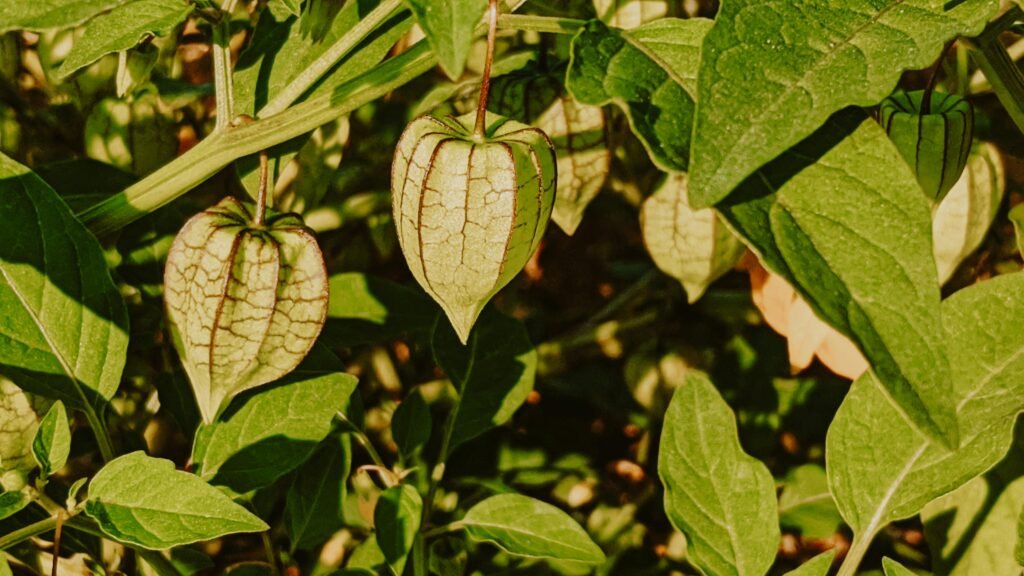 Gooseberry plant